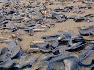 天文学的な大群！ 数十億ものクラゲのような謎の生物がビーチに侵入！