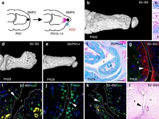 切断された脚が3日で再生開始！ 失った四肢の“復活スイッチ”存在か… 2種のタンパク質がマウス実験で発見される