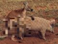 豚とセックスするカンガルーが激写される！＝オーストラリア
