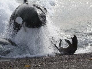 なんという思いやり！ ザトウクジラがシャチの攻撃からアザラシを救出