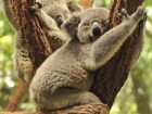 コアラが木に抱っこする理由がついに判明!! 可愛さアピールではなかった！