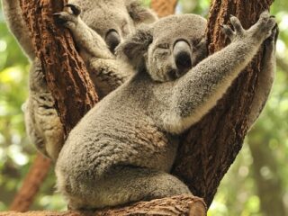 コアラが木に抱っこする理由がついに判明!! 可愛さアピールではなかった！