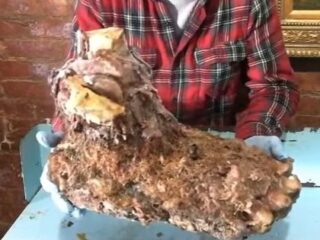 ビッグフットの手足と臓器が公開され、ギネス申請へ!? 父の遺言も「絶対に食べるな。毒だ、死ぬぞ」