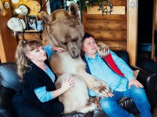 体長2メートルの巨大ヒグマと暮らす夫婦 ― 23年間家族のようにクマと暮らす＝ロシア