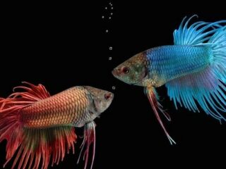 「首アリ魚」は存在するのか？ 生物の進化で判明した“首”の役割とは？