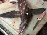 長い鼻、緑色に光る眼、ヌルヌルした体… 地球最古の魚「ロングノーズ・キマイラ」が不気味すぎる!