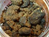 「大麻学科」を設立する大学が続出中! 本物の「大麻ドクター」誕生へ、必修科目は…=アメリカ&カナダ