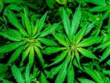 【速報】大麻解禁で2020年までに25万人の雇用が生まれると判明! パナソニックと同等、年収2800万円…主な仕事内容5つ!