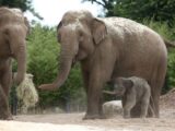 地球は6度目の【大量絶滅】に向かっている ― 人類は恐竜の二の舞か? (科学誌発表)