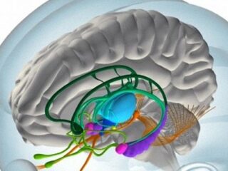 人間の脳は考えられていたよりも10倍（1ぺタバイト）記憶できることが判明！