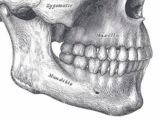 なぜ人間だけアゴ(オトガイ)を持っているのか? 生物学者もお手上げの人体ミステリー