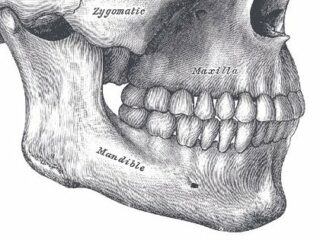 なぜ人間だけアゴ（オトガイ）を持っているのか？生物学者もお手上げの人体ミステリー