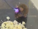 レーザー光線で記憶を消す装置!?  記憶のコントロールに成功