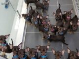 世界で一番クローンされている犬「ミラクル・ミリー」がヤバすぎる! 戦慄のクローンペットビジネス最前線!