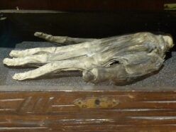 “絞首刑になった罪人の腕”で作るロウソク台「栄光の手」周囲の者を一瞬にして眠らせる不思議な力とは