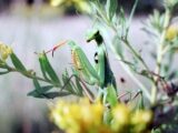 【進化の謎】地球上の生物は多種多様なのに、なぜ人間は一種類だけなのか? 理学博士が驚愕の真実を語った!