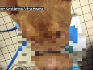 【閲覧注意】虐待された犬の口がもげそうに＝米・フロリダ