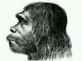 【骨は語る】 ネアンデルタール人は、我が子を切断して食べていた!?