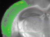 脳は考えられていたほど複雑ではなかった! 全容解明も近いか(最新研究)