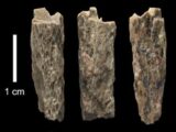 【史上初】ネアンデルタール人とデニソワ人の“ハイブリッド少女”の骨を発見! 遺伝学的に乖離があるのになぜ… 太古のミステリー!