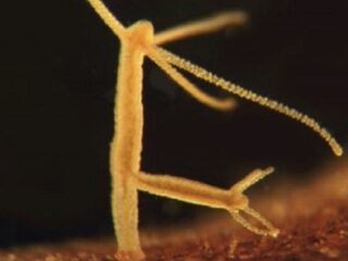 不老不死の生物の存在が明らかに！ 永遠の命をもつ驚異の生命体「ヒドラ」の謎