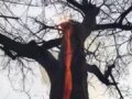 【衝撃動画】幹の内側だけメラメラ燃える「悪魔の木」!? 魔女の仕業か、自然現象か？＝米・オハイオ州