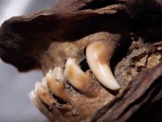 まるで生きているみたい！　1万2,000年前の「子犬のミイラ」が永久凍土で発見される＝シベリア