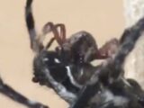 メスがオスに“クンニ奉仕”を強要する蜘蛛が発見される! 唾液を垂らして局部を舐める驚きの理由とは?