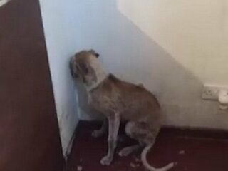 痩せ細り、毛も抜かれ… 虐待を受けた“トラウマ犬”が人間を拒絶する様子とは？