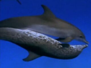 アソコのサイズは超重要!! クジラから判明した驚きの研究結果