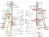経絡とツボの科学的な根拠とは? 東洋医学はやはり正しい!?
