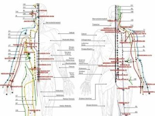 経絡とツボの科学的な根拠とは？ 東洋医学はやはり正しい？