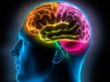 【脳科学】勉強してもムダ!?  「頭の回転の速さは遺伝(CADM2)で決まっている」