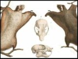 ムササビの不倫がエグすぎる!「膣に栓して生殖器でこじ開け」衝撃のげっ歯類セックスを獣医が暴露