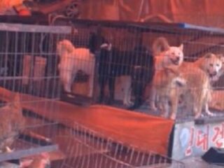 犬鍋の臭いは“犬をハグしたときのアノ臭い”だった…。実際に韓国で見た“食用犬”の凄惨な末路と味とは？