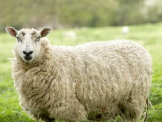 年賀状の「羊」の顔で2015年の運勢がわかる!?　極秘の「羊の呪い占い」