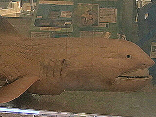 6月14日までに大地震が起きるか!? 静岡に出現した深海ザメ「メガマウス」は大地震の前兆だった⁉