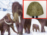 絶滅した「マンモスの毛」で作った111万円のニット帽が衝撃的に素朴!製作者「チクチクしてマッサージ効果もある」=ロシア