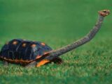 カメの祖先には甲羅がなかったことが判明! 爬虫類よりも恐竜に近い見た目に驚愕!