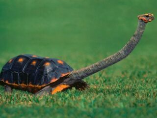 カメの祖先には甲羅がなかったことが判明！ 爬虫類よりも恐竜に近い見た目に驚愕！