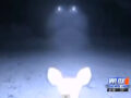 森に現れたUFO、目からビームを出す鹿…!?　ビデオに写った謎の光の正体とは？