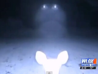 森に現れたUFO、目からビームを出す鹿…!?　ビデオに写った謎の光の正体とは？