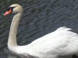 皇居のお堀の白鳥は「監視用ロボット」だった? 噂の真相を探った!