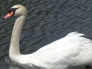 皇居のお堀の白鳥は「監視用ロボット」だった？ 噂の真相を探った！