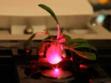 植物が化学兵器探知機に!? サイボーグ植物の誕生か?