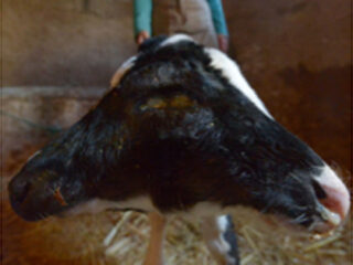 ２つの頭を持つ子牛？　双子になるはずが…　＝モロッコ