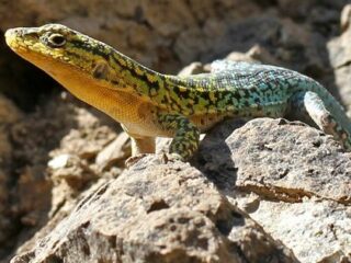 雑食性動物に野菜だけの餌を与え続けた結果、草食性動物に変化！ 小腸も17％伸びる結果に
