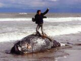【大炎上のクジラ死骸写真】「命の冒涜というよりも…」複数の写真家に意見を聞いてみた