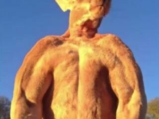 「抱かれたいカンガルーNo.1」筋肉隆々の男前カンガルーが話題＝オーストラリア
