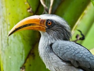 知らないとダメ、絶滅危惧種の動植物リスト ― 守らねばならぬ大切な生命たち